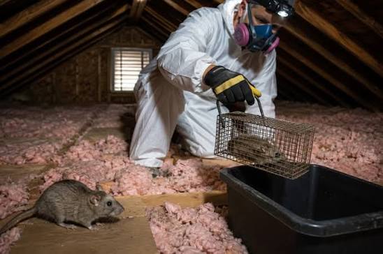 Experienced Roof Rat Control professionals at work
