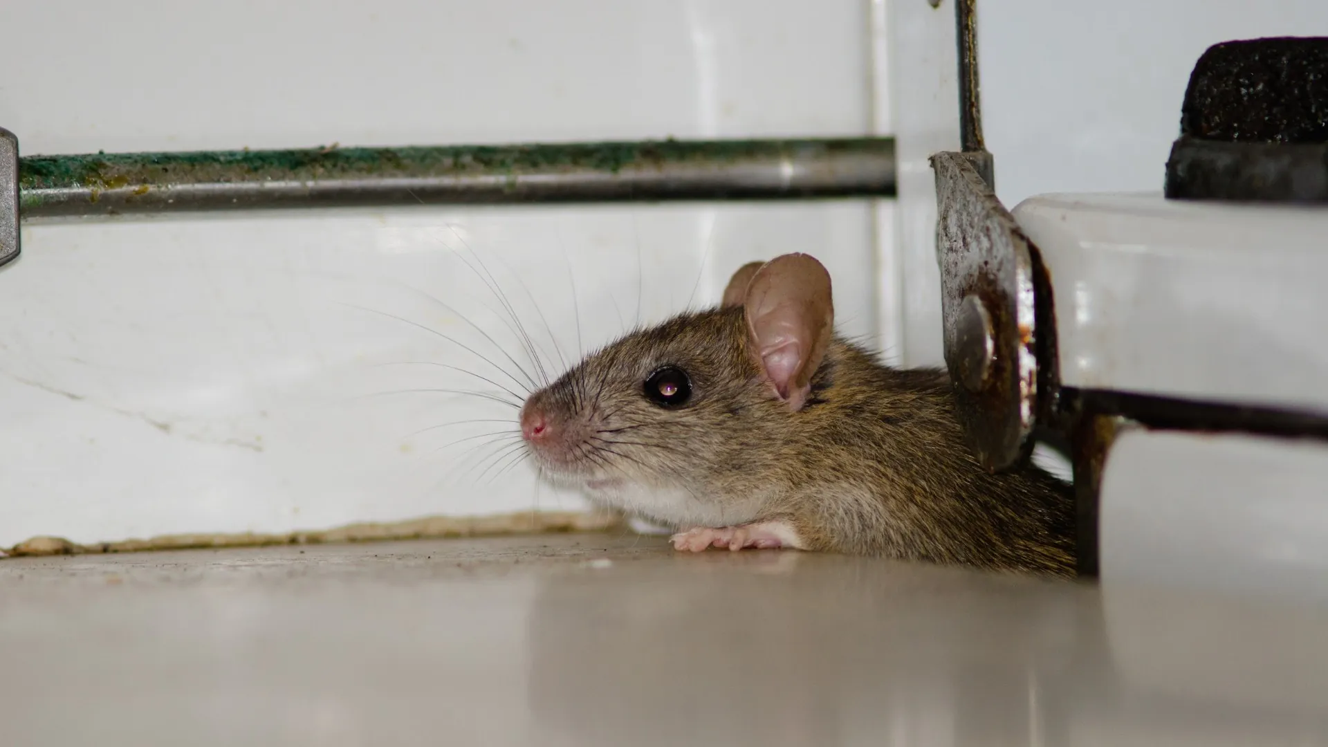 Rat Control Experts serving Fairfield, California