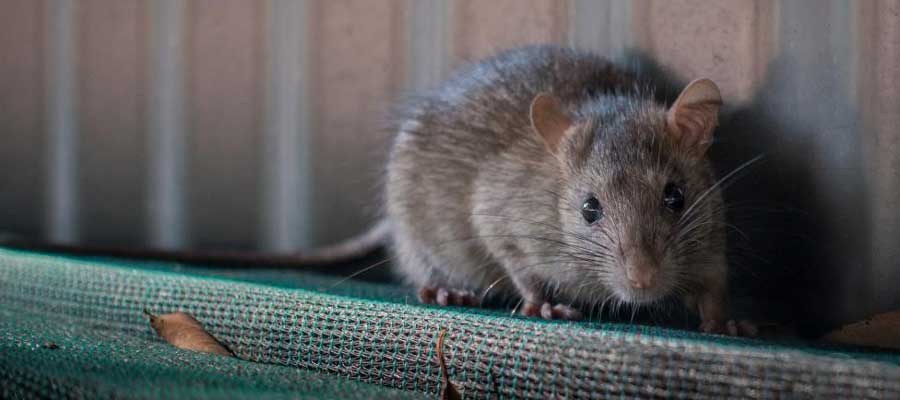 Local Roof Rat Control team in Fairfield