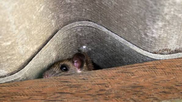 Professional Roof Rat Removal & Trapping in Fairfield