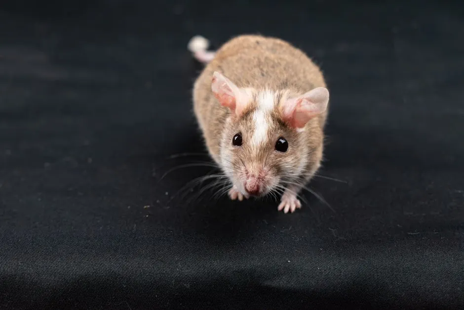 Rat Control Experts serving Fairfield, California