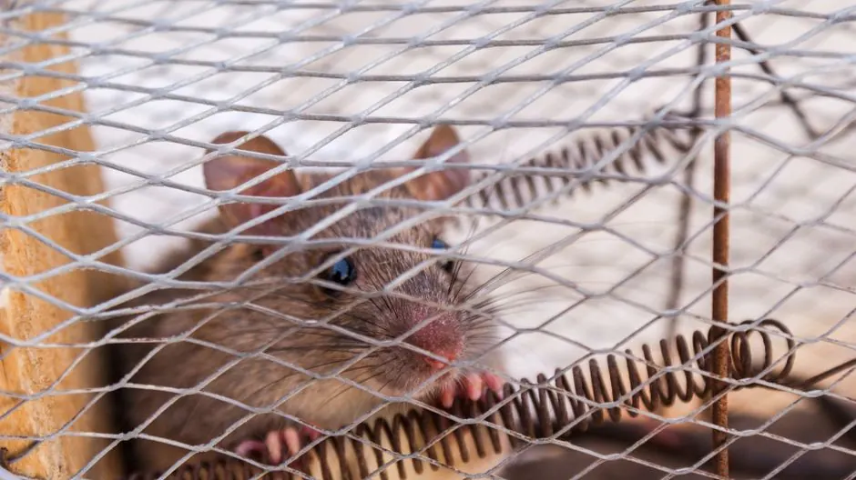 Dependable Roof Rat Control across Fairfield, California