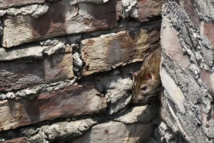 Experienced Roof Rat Control professionals at work