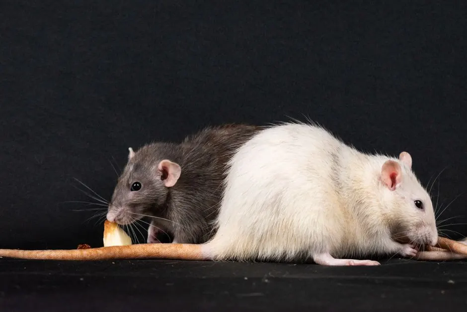 Experienced Roof Rat Control professionals at work