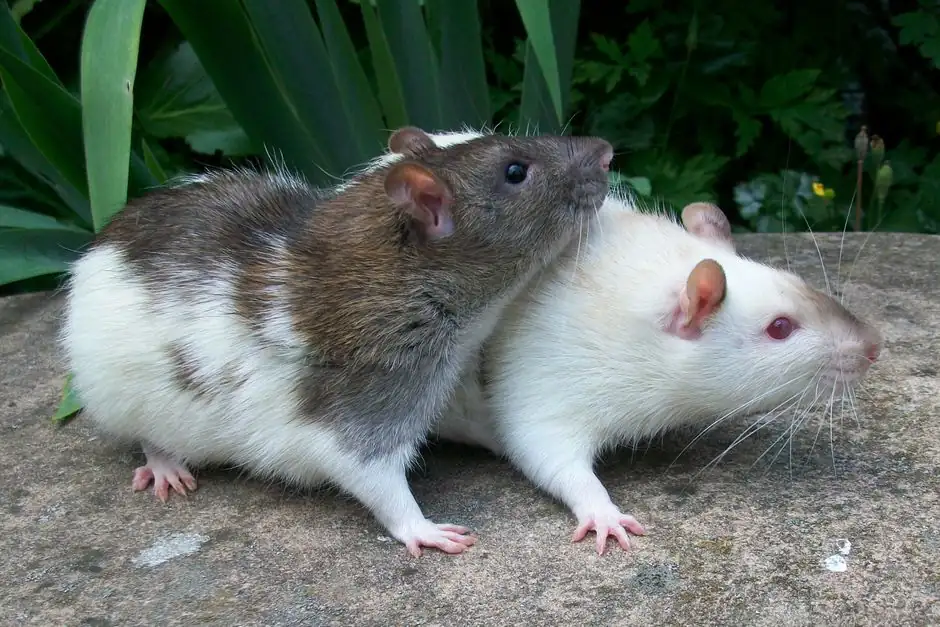 How to keep roof rats out of your Fairfield home