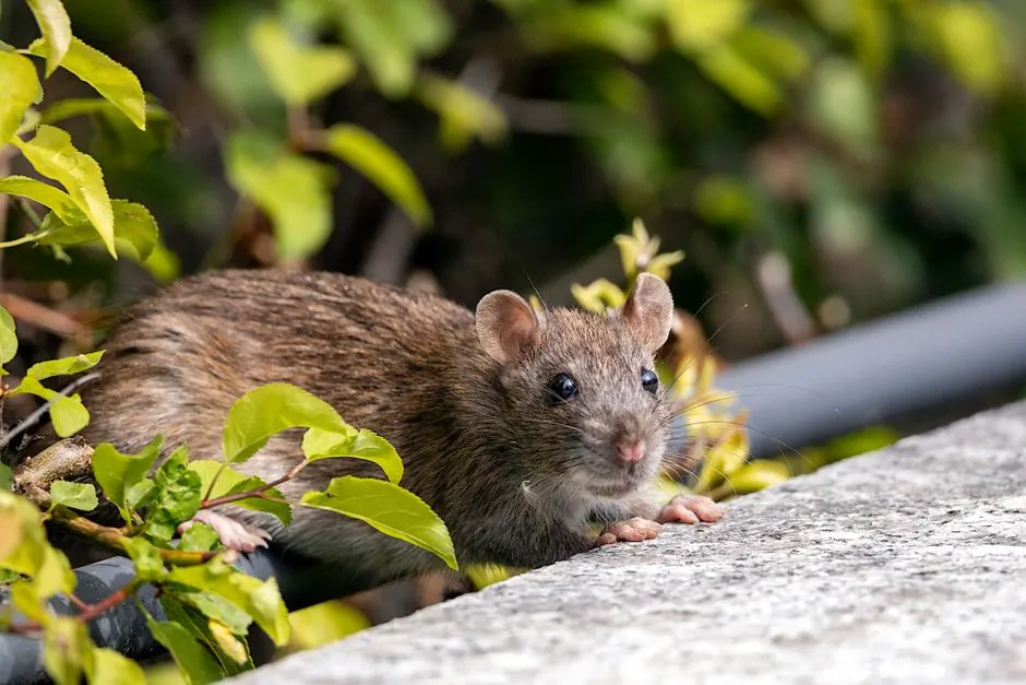 Our Roof Rat Control Process
