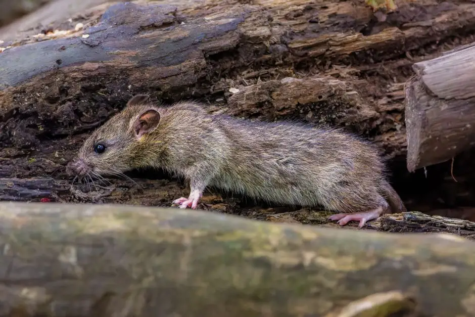 Professional Dead Rat Removal in Fairfield