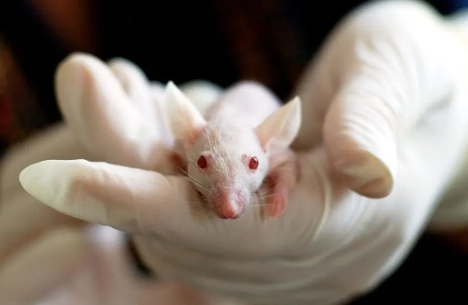 Rat Control Experts ready to serve Rolling Hills