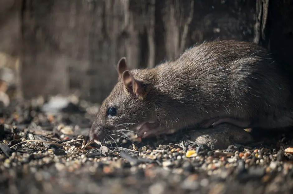 Rat Control Experts — your local Roof Rat Control team