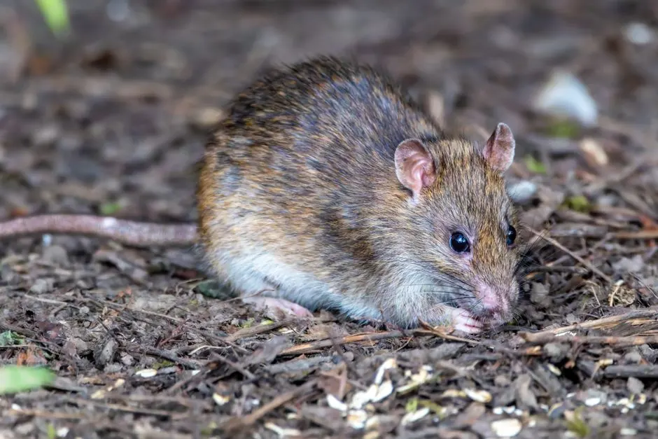 rat removal for Fairfield homes