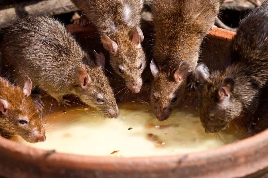 Roof Rat Removal & Trapping